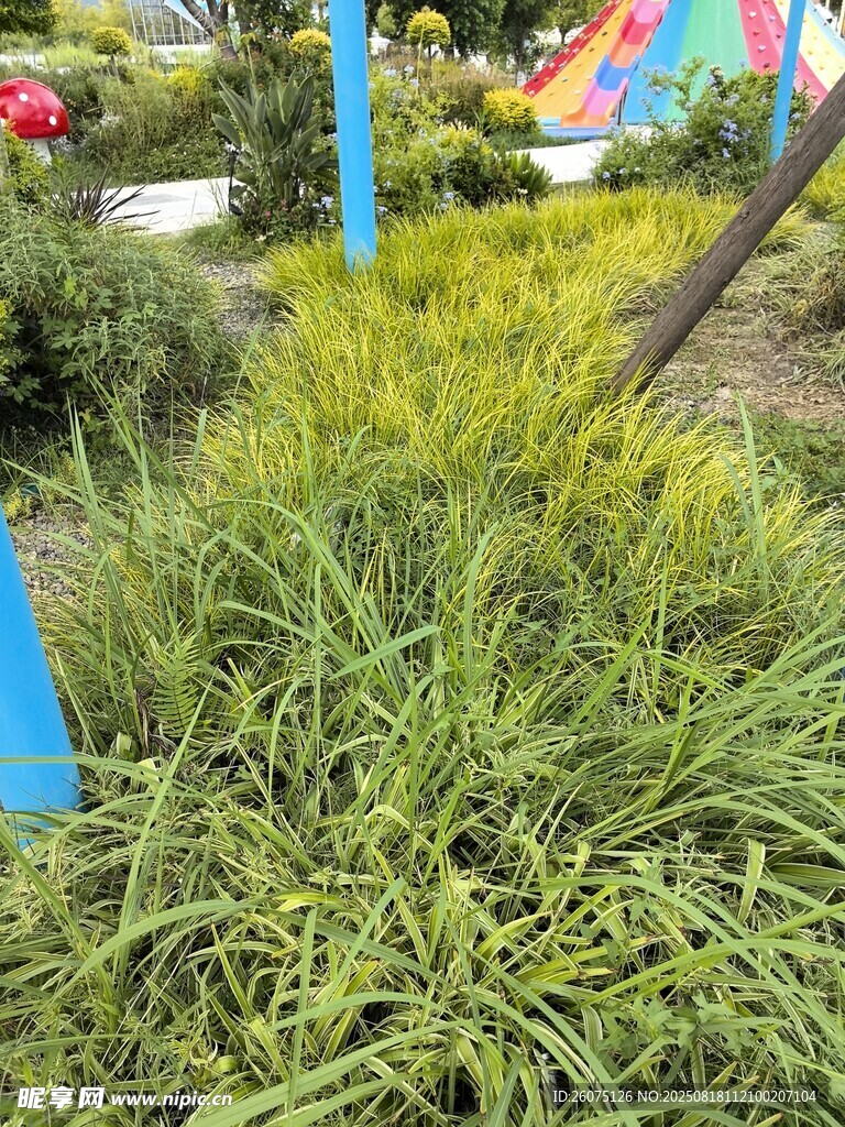 翠綠草叢中的園藝景觀