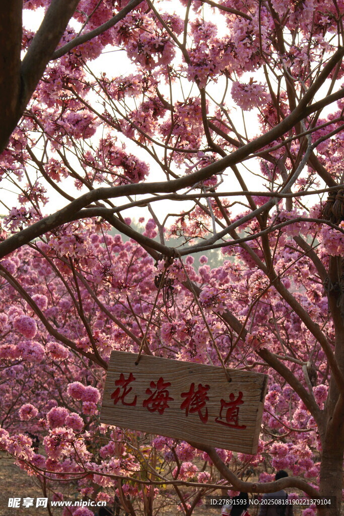 花海