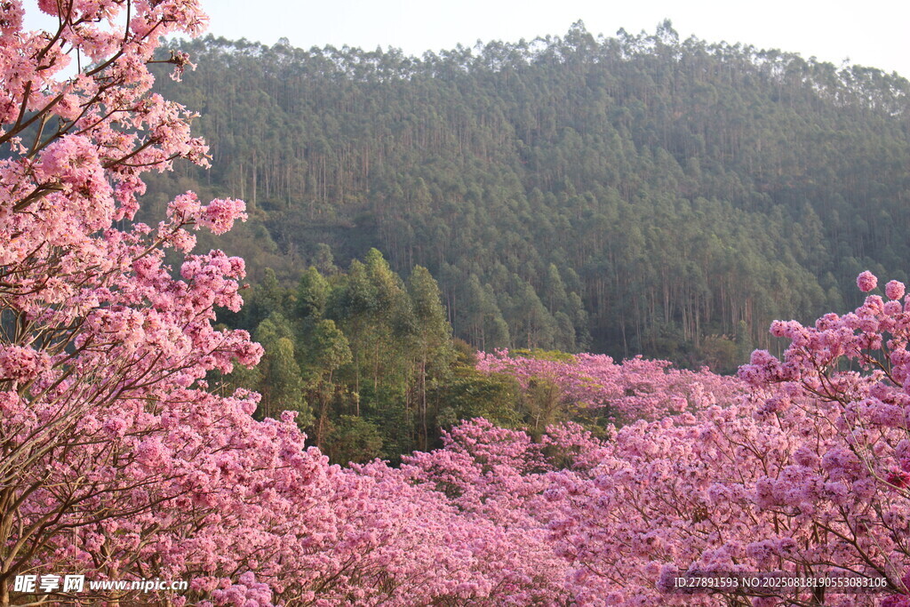 花海
