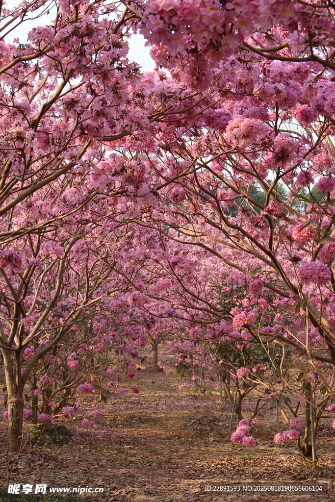 花道