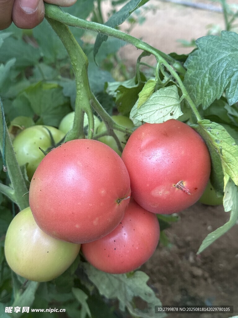 田間成熟的新鮮西紅柿