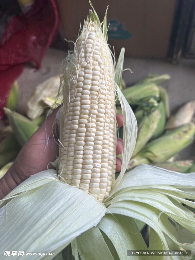 新鮮玉米棒特寫