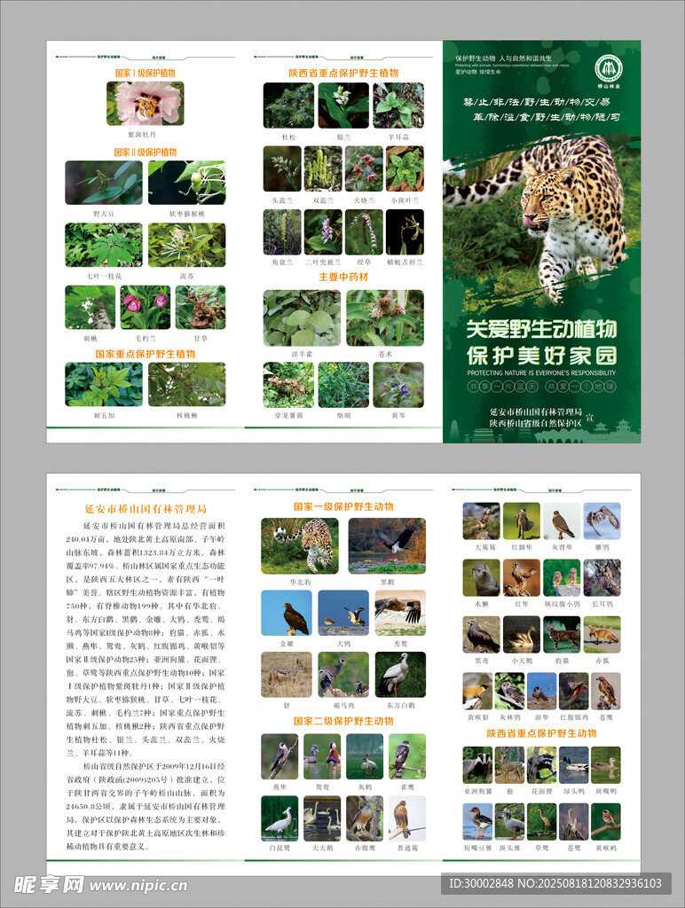 動物折頁彩頁