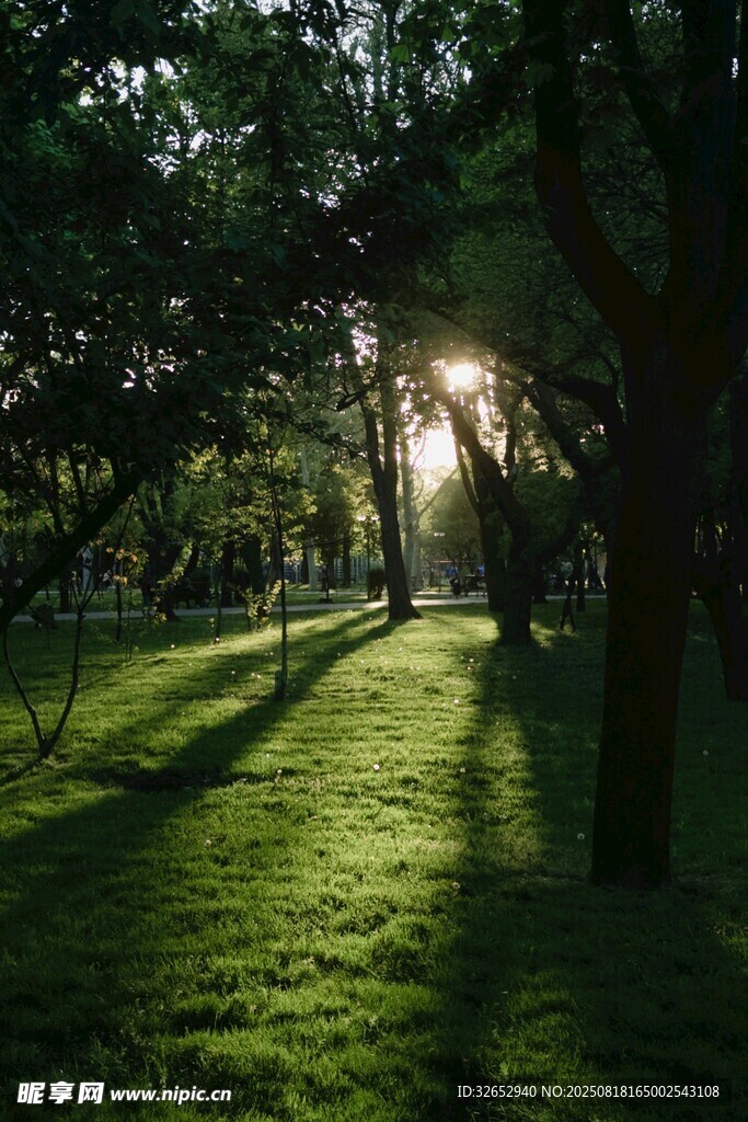 林間晨光