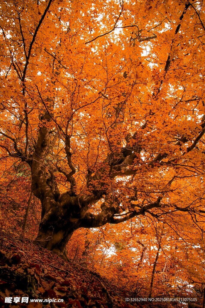 秋日紅楓樹(shù)枝特寫(xiě)