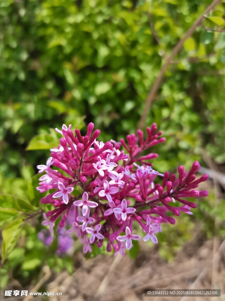 艷麗紫花綻放于綠葉間