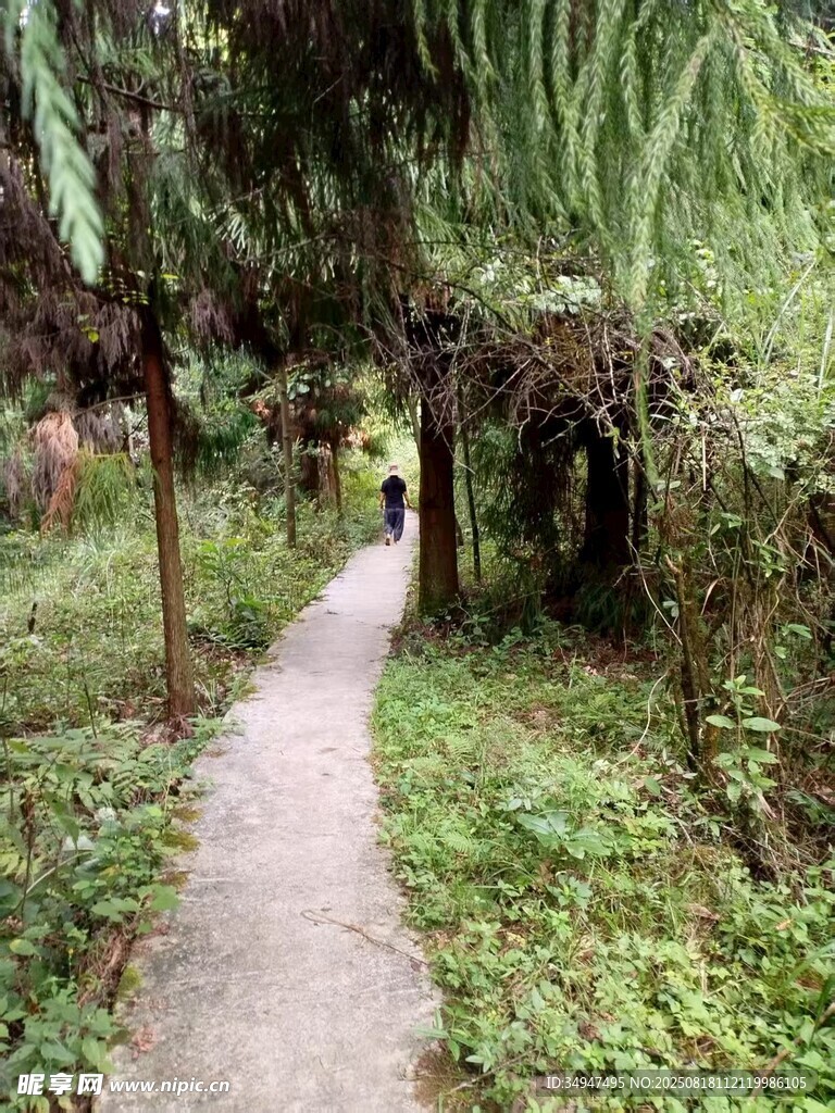 林間小徑漫步