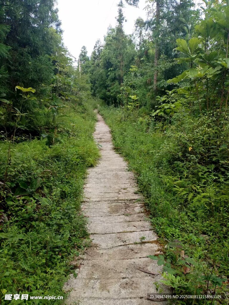 林間石板小徑綠意盎然
