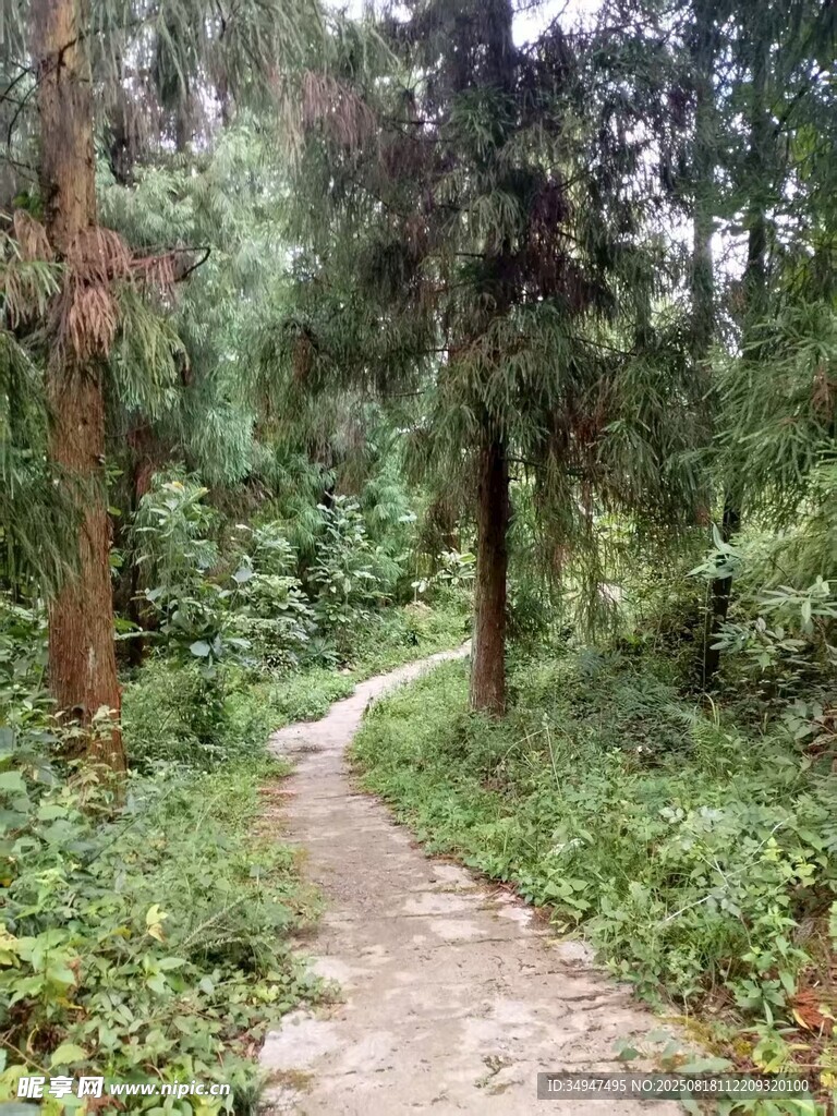 林間小徑漫步自然之境