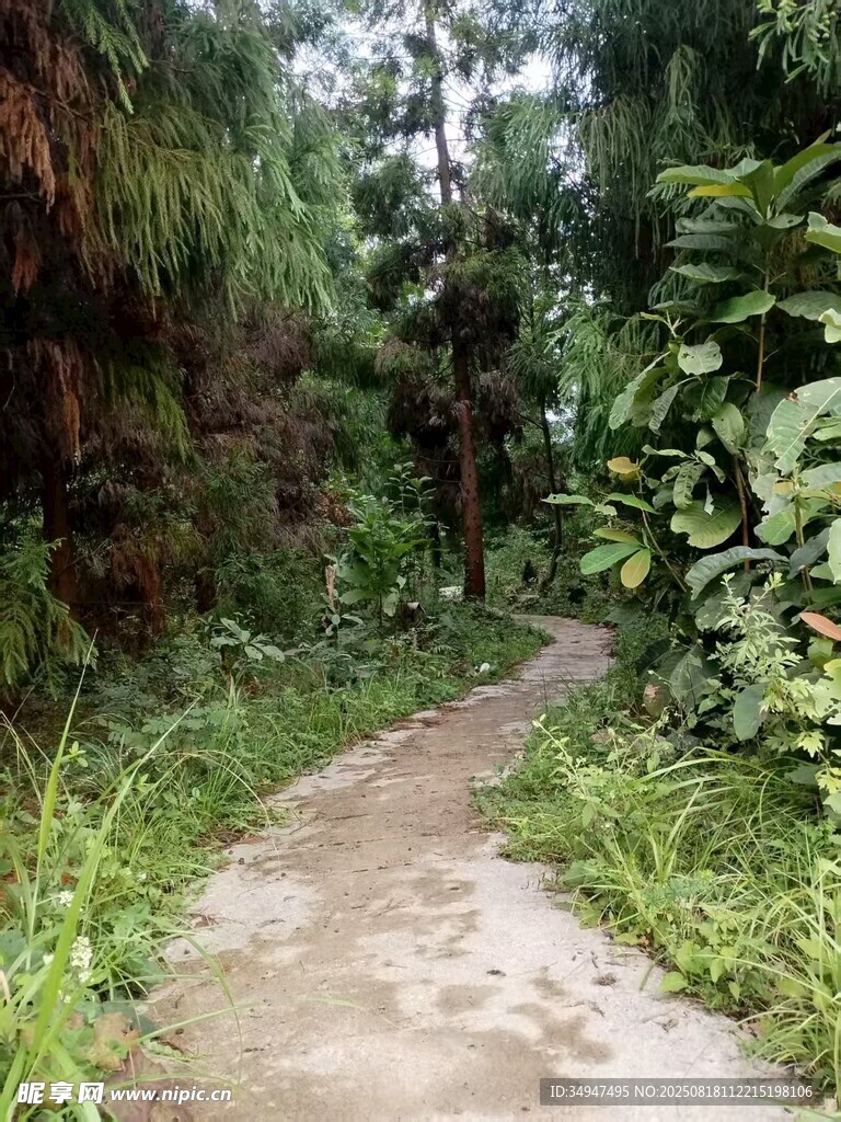 林間小徑綠意盎然
