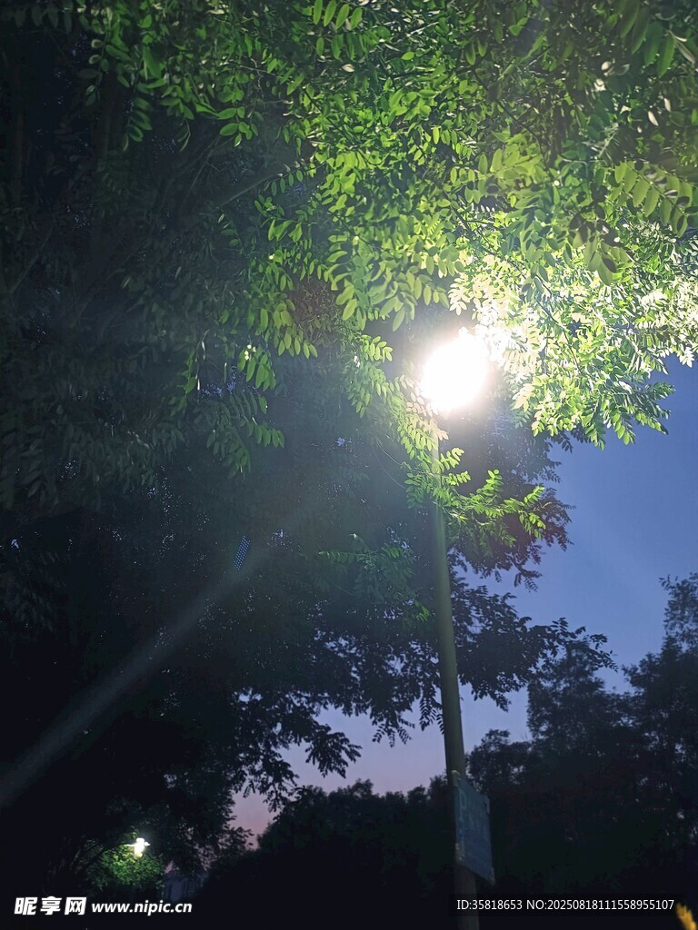 夜幕下的樹梢與明亮路燈