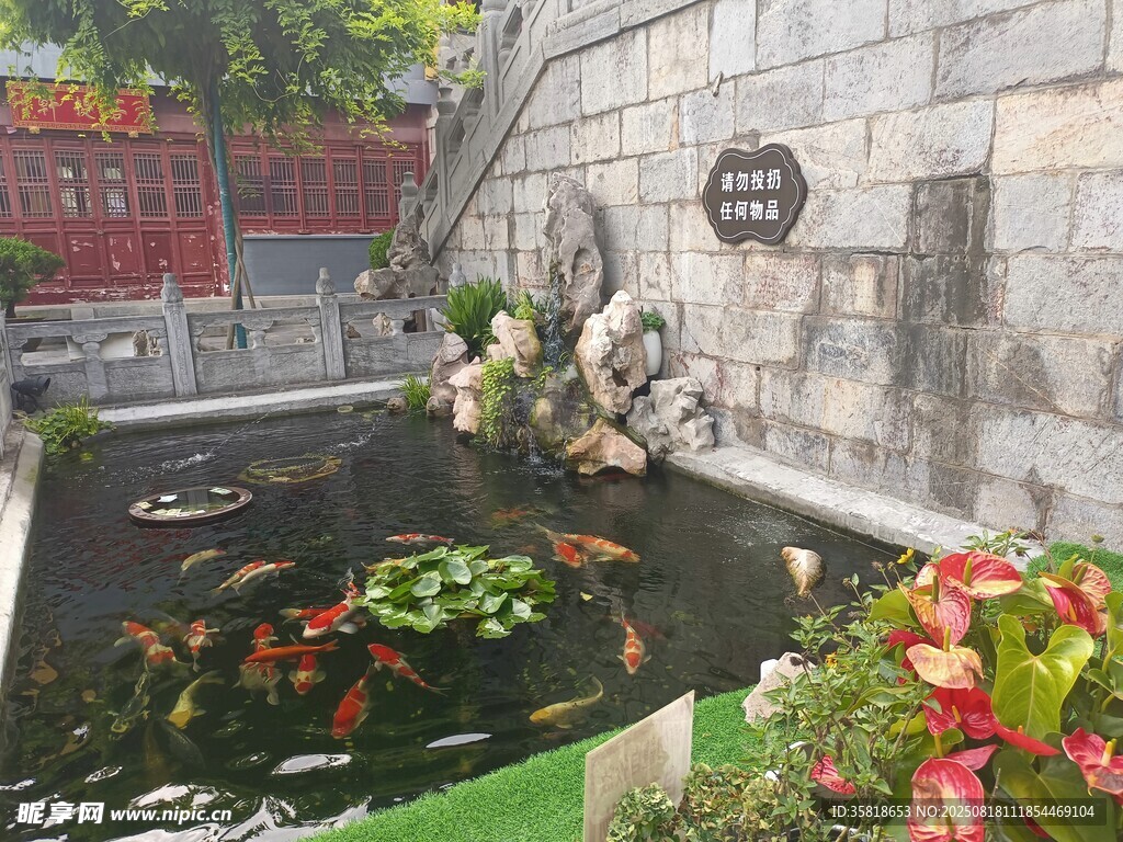 池塘 錦鯉