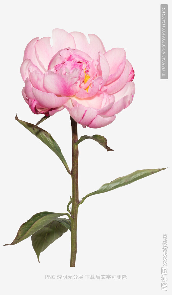 嬌艷粉色芍藥花特寫