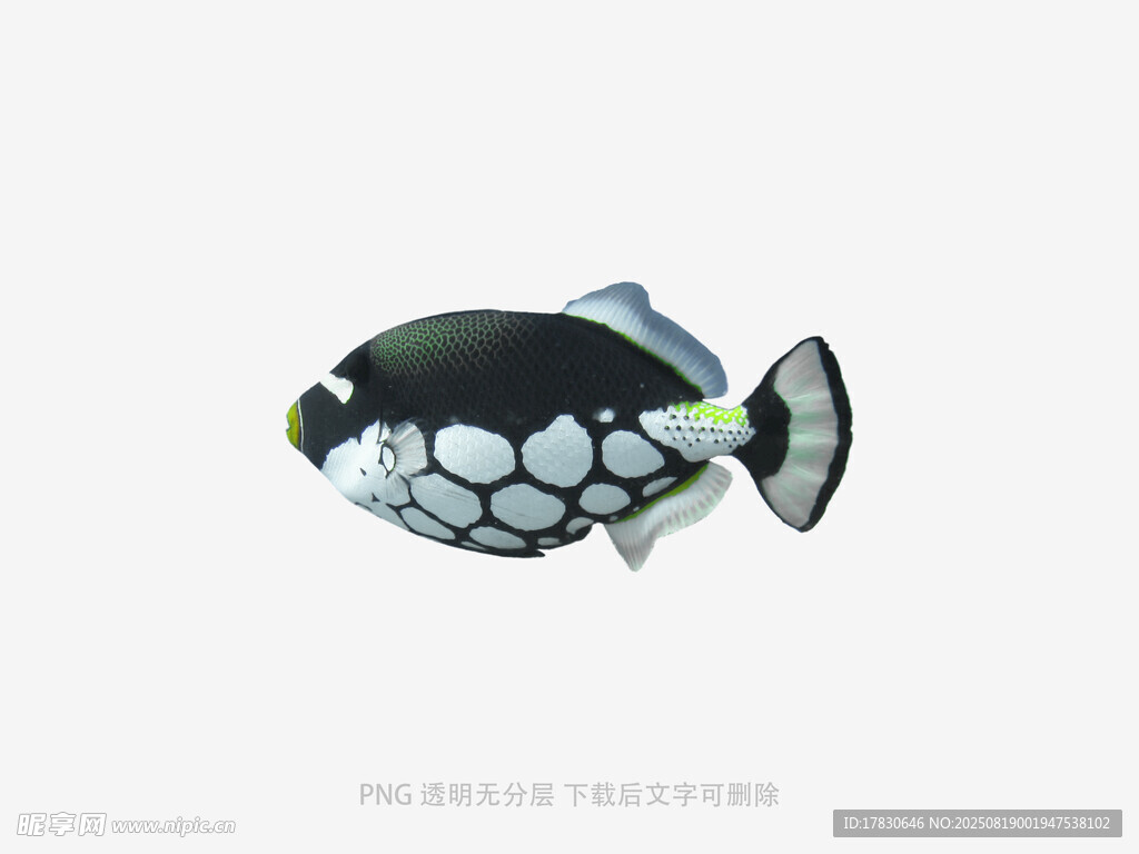 黑白斑點魚特寫