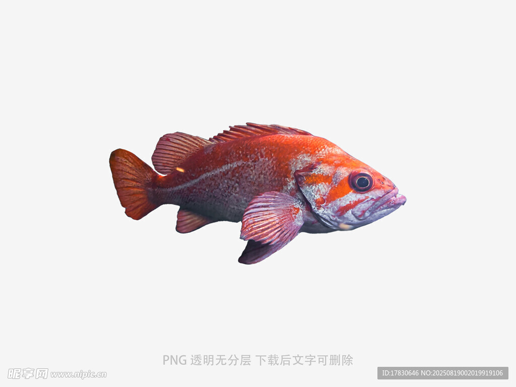 色彩艷麗的海洋觀賞魚