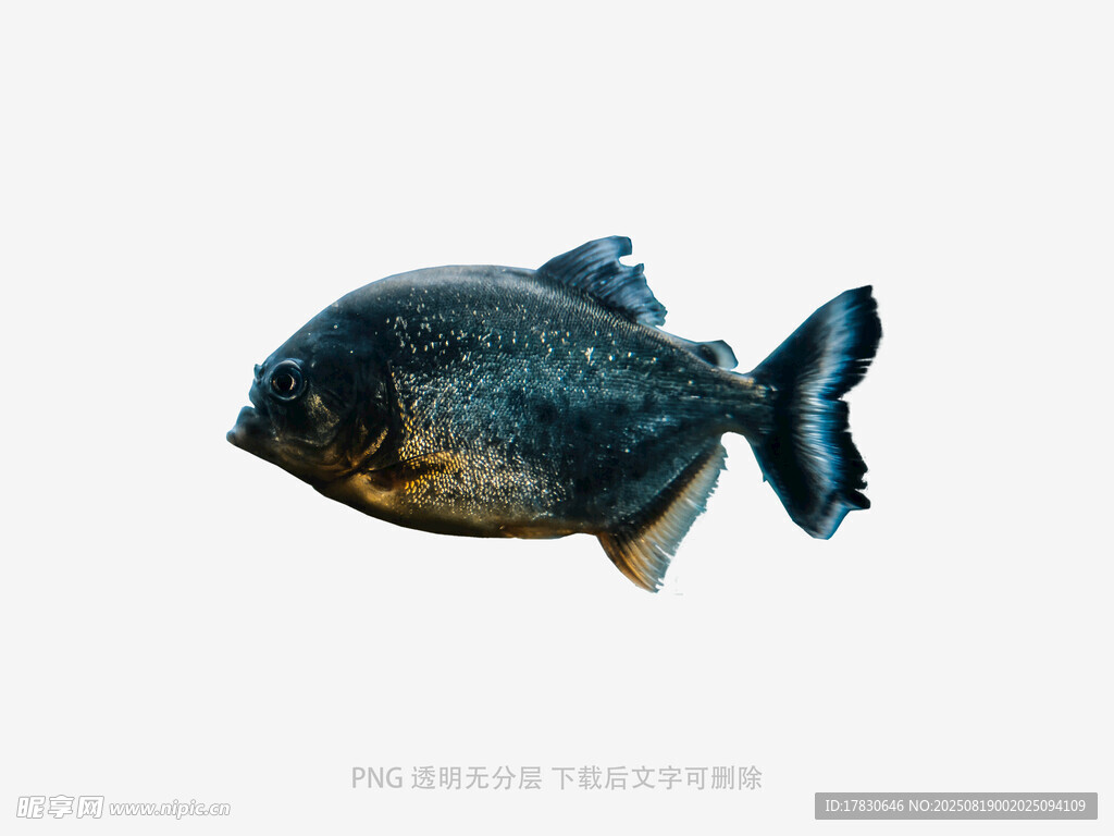 黑色食人魚(yú)特寫(xiě)