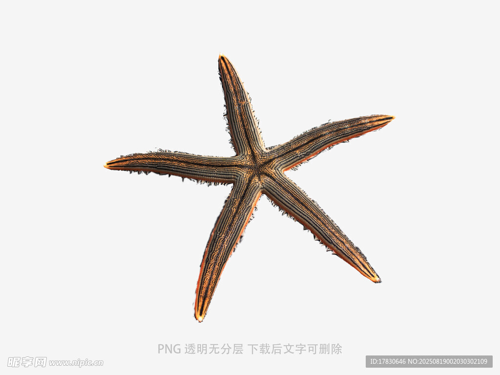 海星特寫