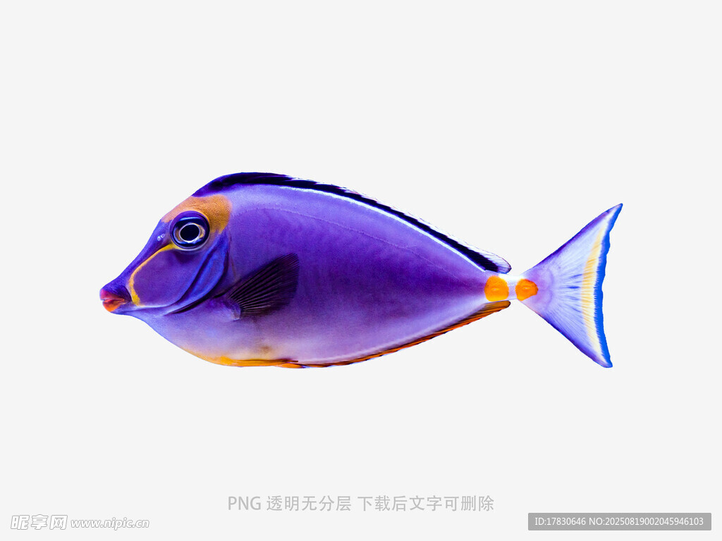 紫色熱帶魚特寫