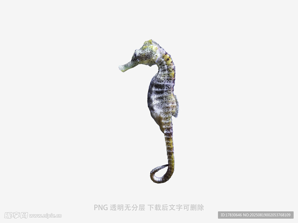 海洋魚