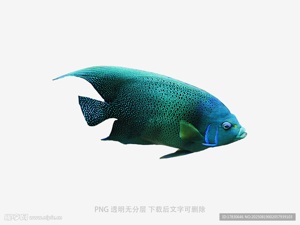 美麗藍綠色海水觀賞魚