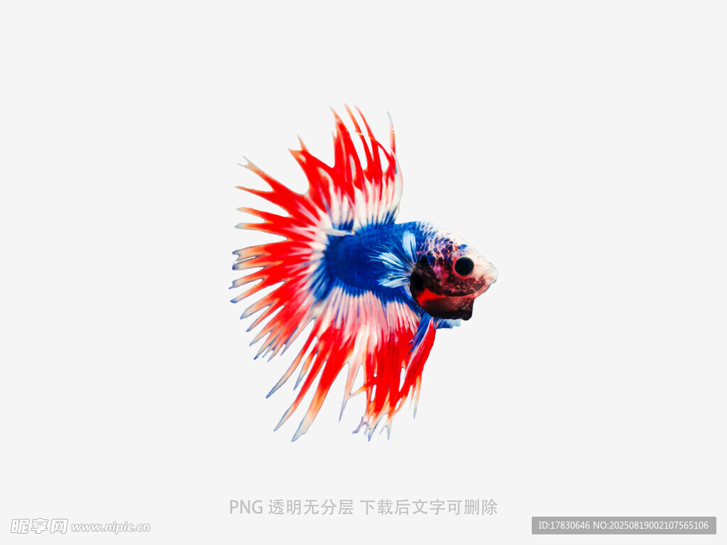 色彩絢麗的斗魚特寫