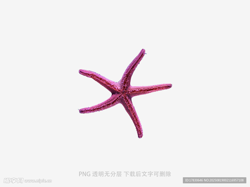 粉色海星特寫
