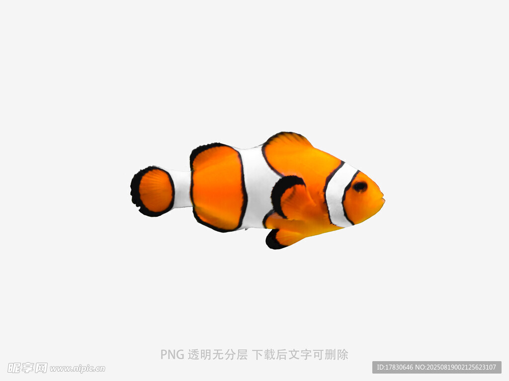 可愛小丑魚