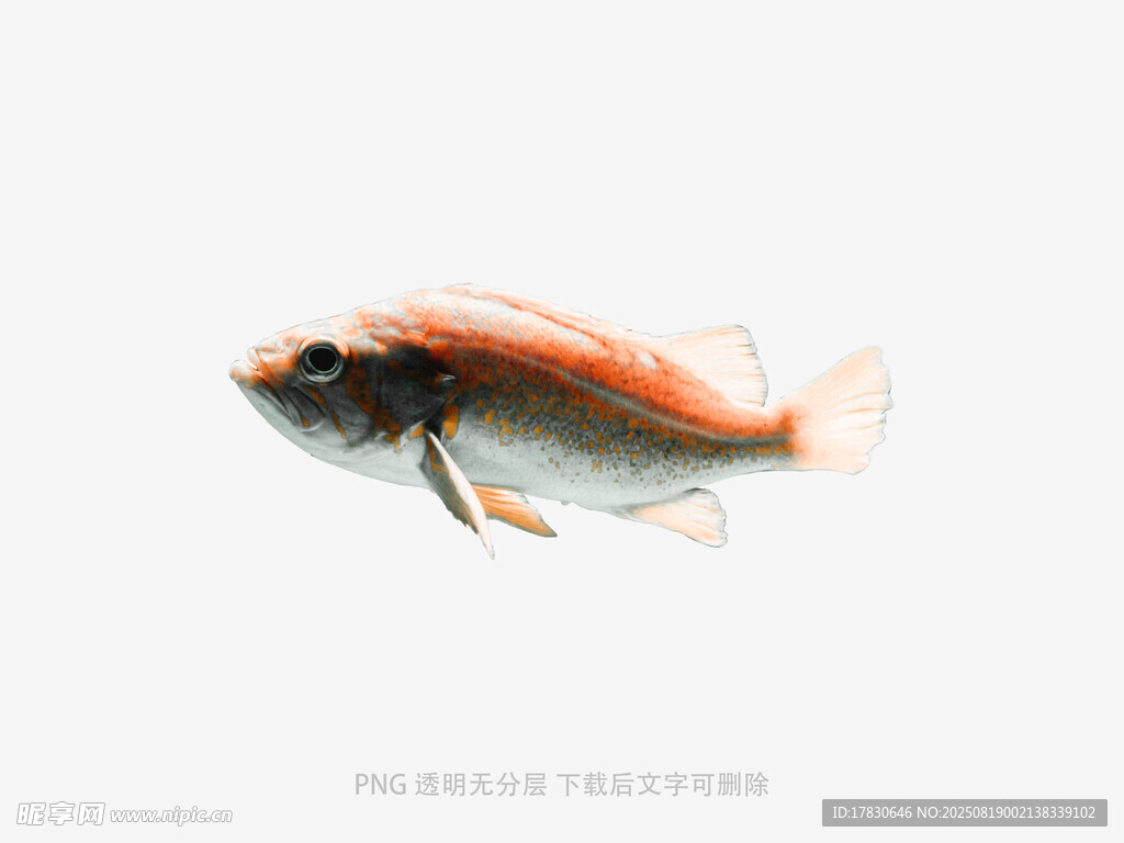 橙白相間的美麗觀賞魚