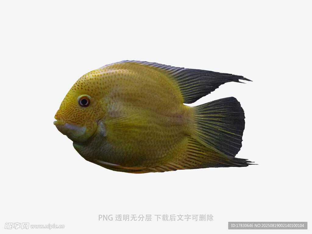 黃色神仙魚特寫