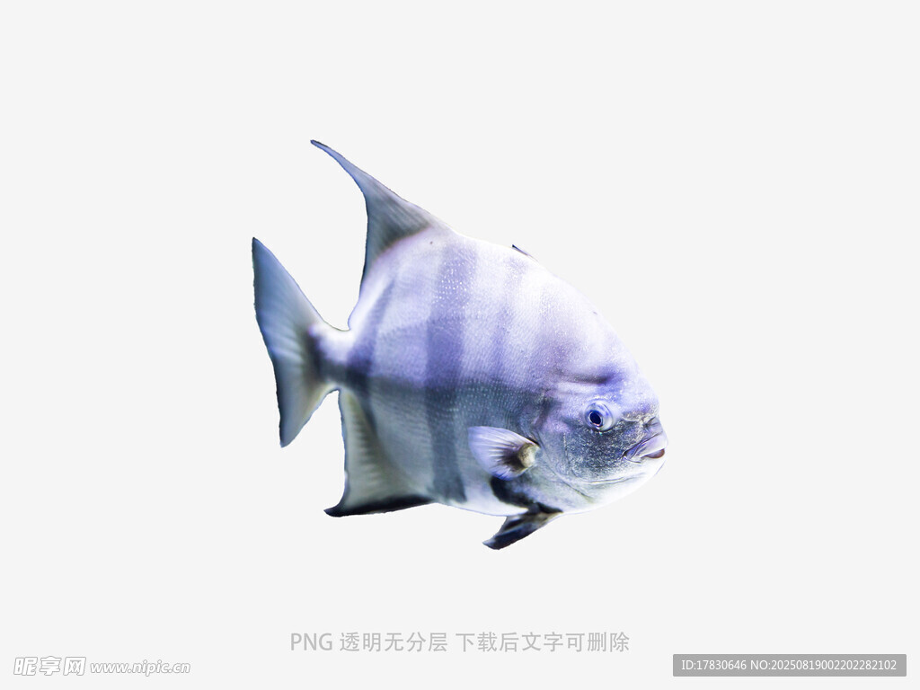 優(yōu)雅條紋神仙魚特寫