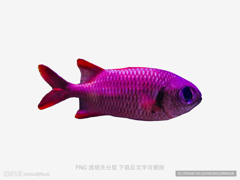 海洋魚