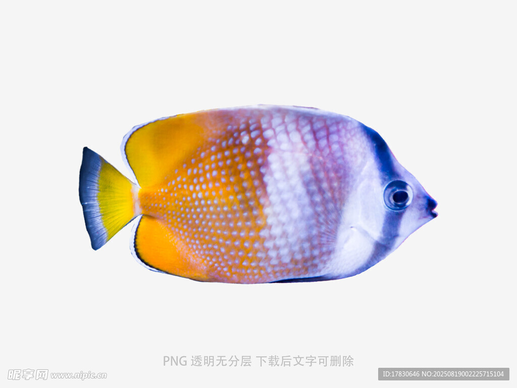 多彩熱帶魚特寫