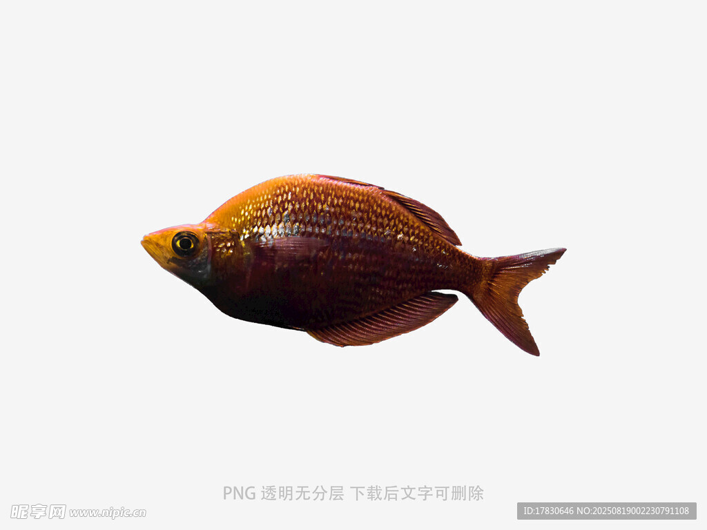 獨(dú)特色彩的觀賞魚