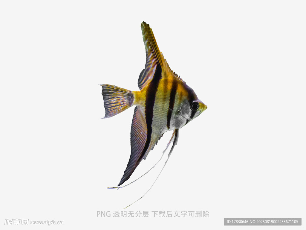 優(yōu)雅條紋神仙魚