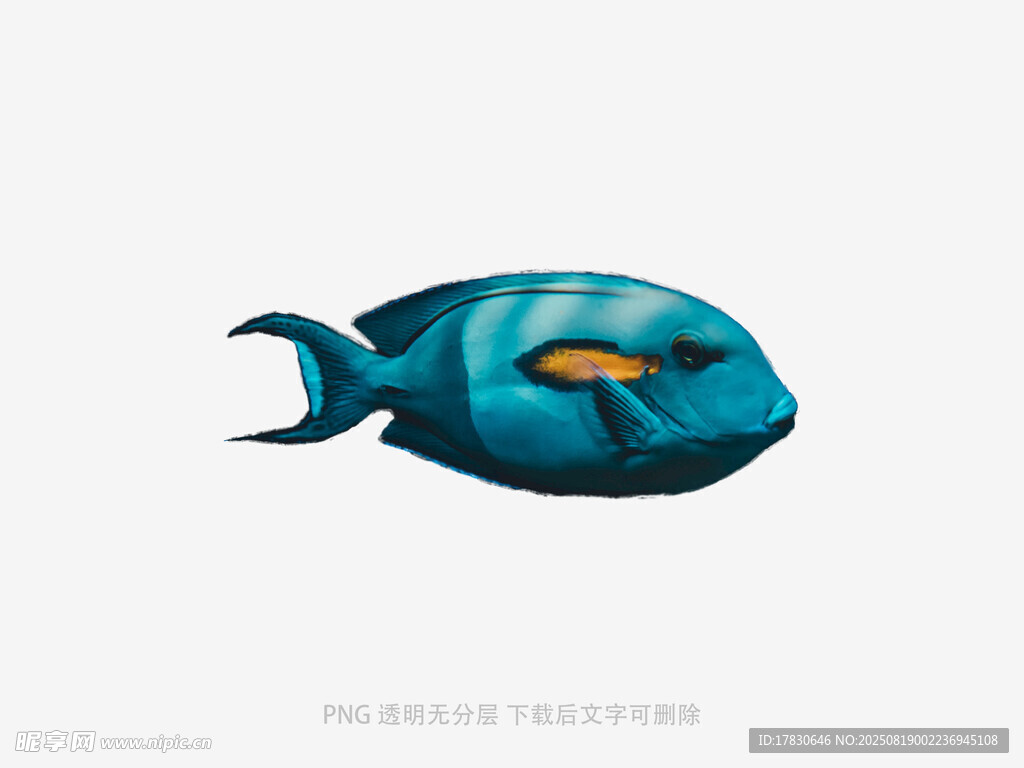 藍(lán)色熱帶魚插畫