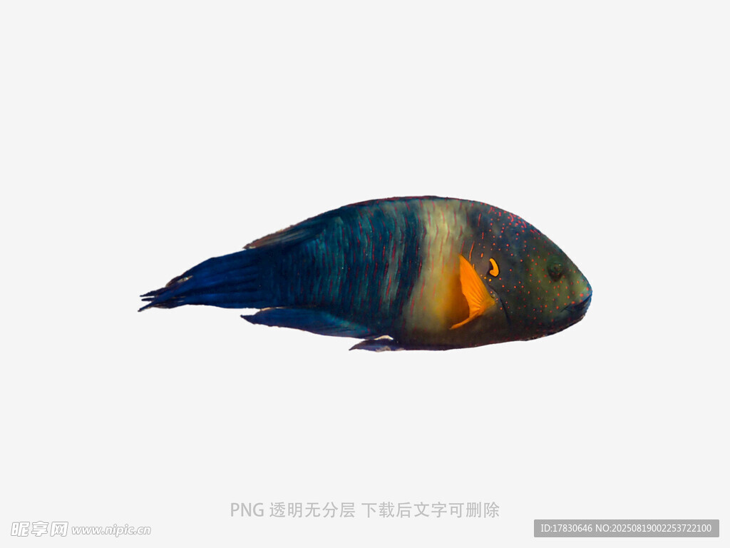 多彩鸚鵡鳥特寫