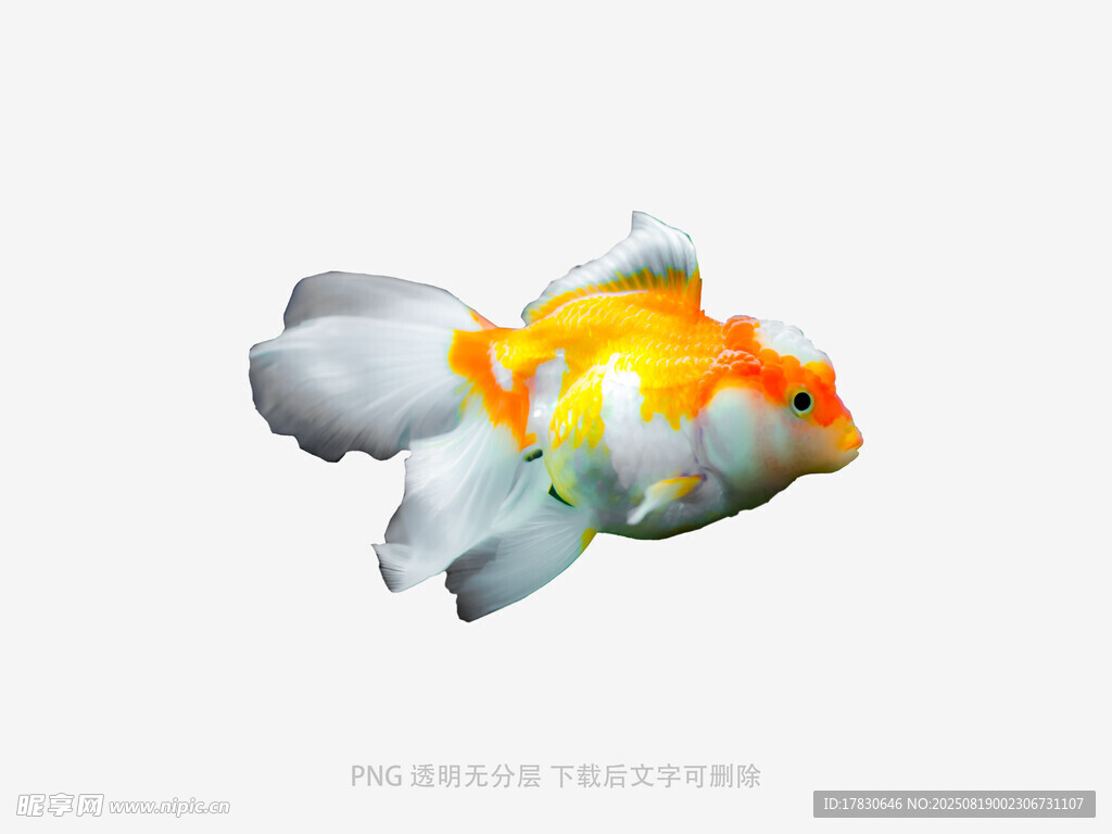 多彩金魚特寫