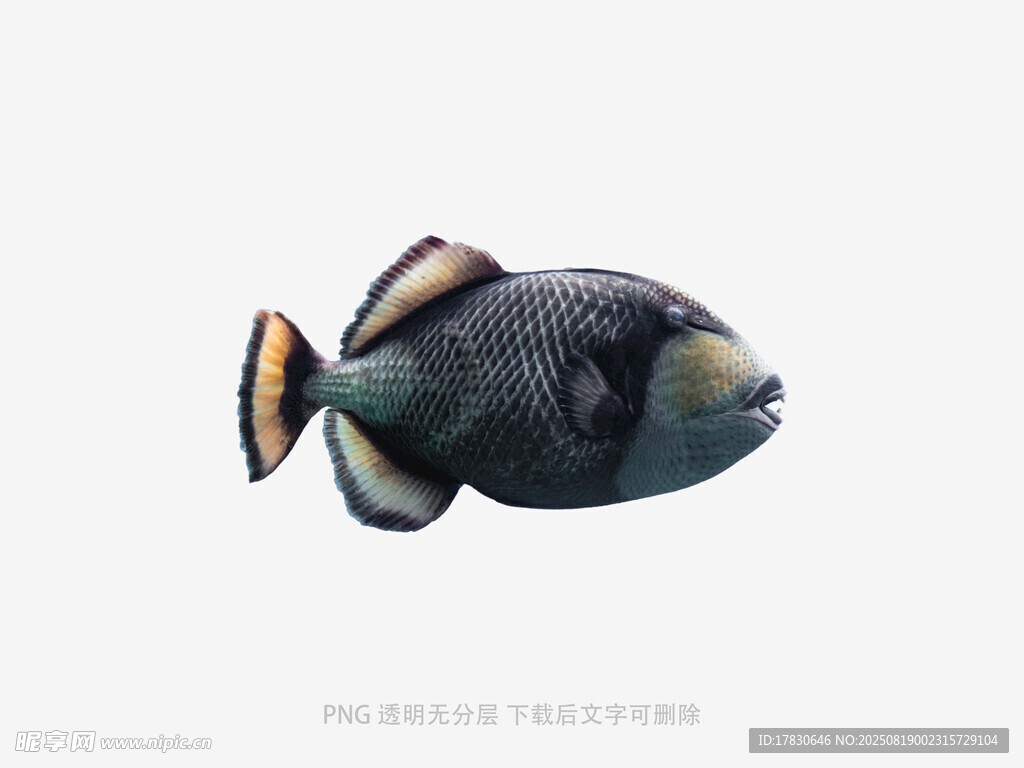 深海奇異魚