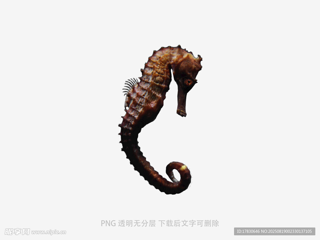 可愛海馬特寫