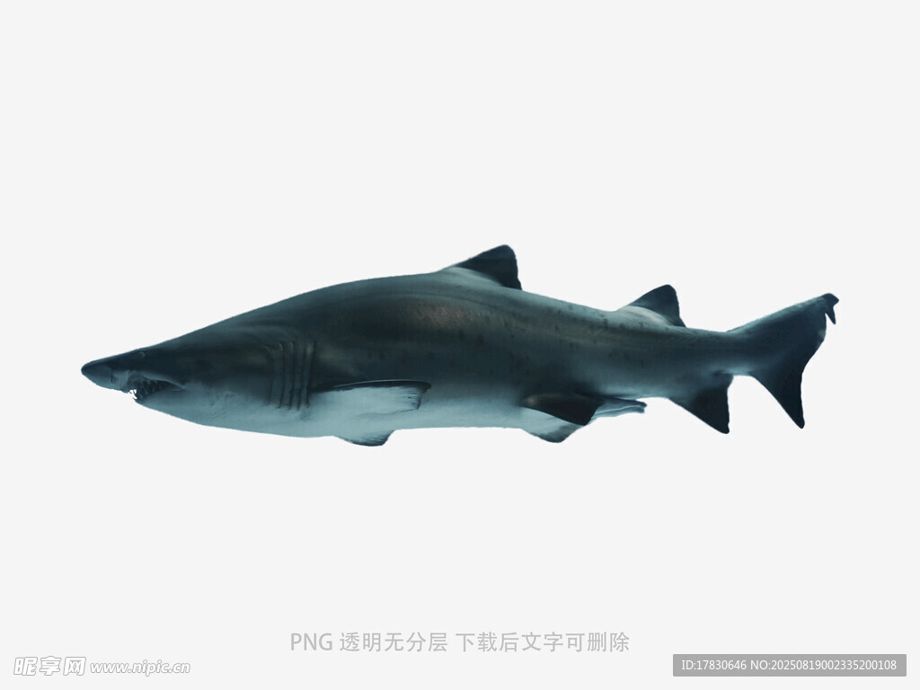 深海鯊魚特寫