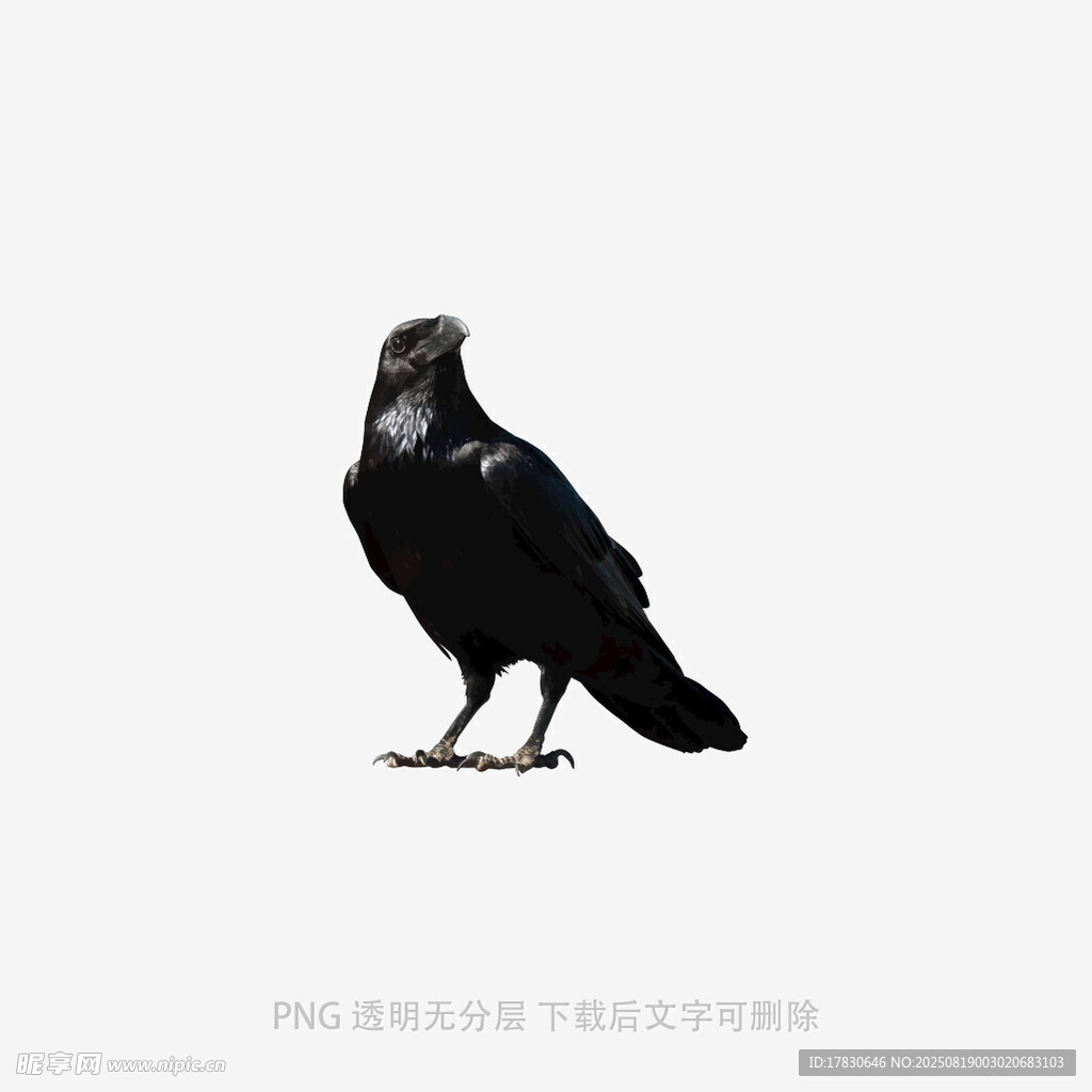烏鴉