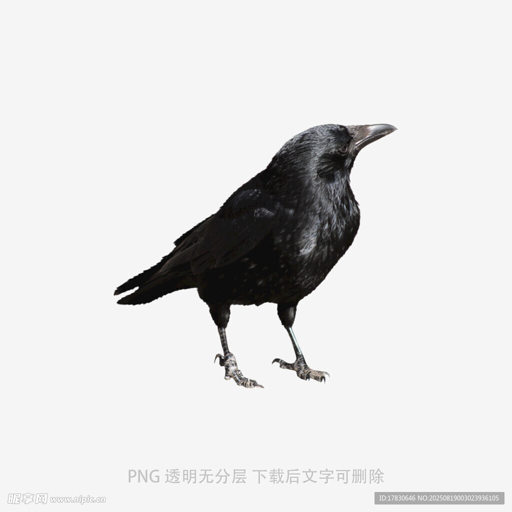烏鴉
