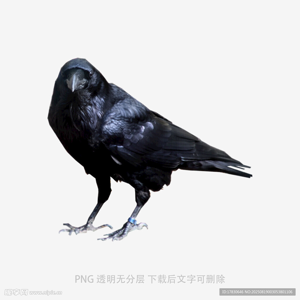 烏鴉
