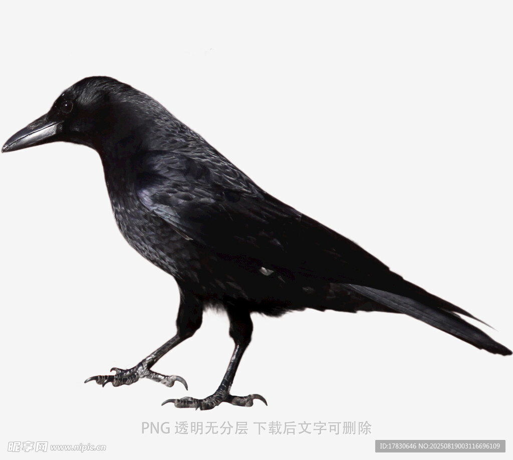 烏鴉