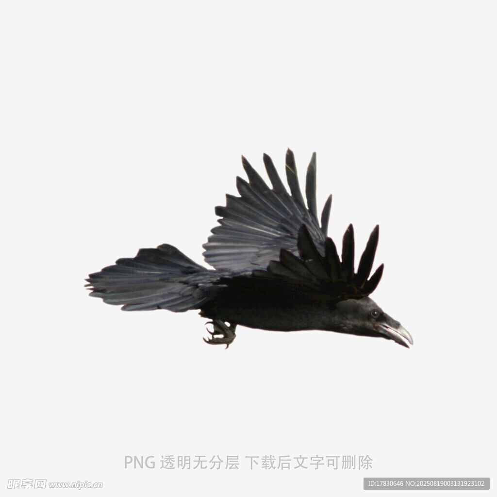 烏鴉