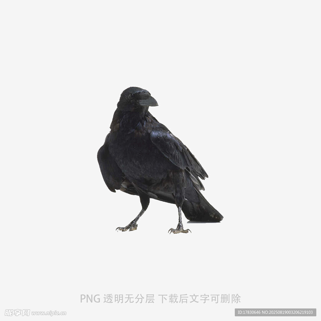 烏鴉