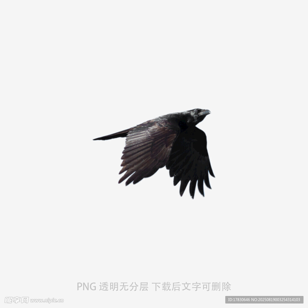 烏鴉