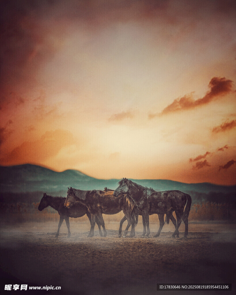 夕陽下的馬群