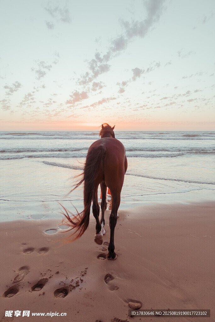 夕陽下海灘上的獨行駿馬