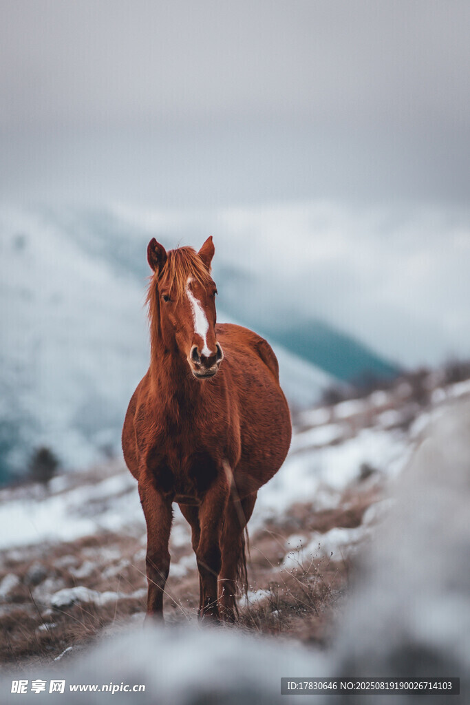 雪地中的棕馬